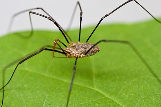 جینیاتی عمل سے مکڑی کی ٹانگوں کی لمبائی نصف کردی گئی