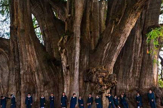 دنیا میں سب سے چوڑے تنے والا درخت138فٹ چوڑا 