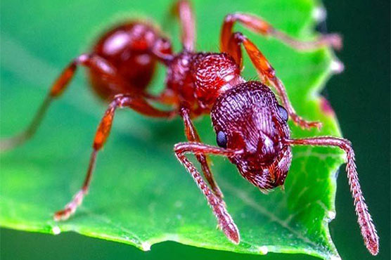 چیونٹیاں لمبی، مضبوط سرنگیں بنانیکی سائنس جانتی ہیں 