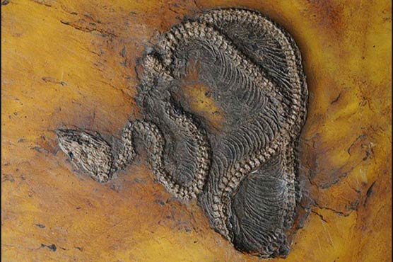 اژدہے کے 4کروڑ 70 لاکھ قدیم فوسلز دریافت 