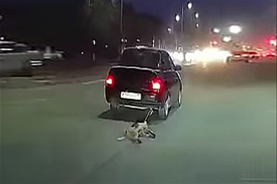کتے کو گاڑی کے پیچھے گھسیٹنا شہری کو مہنگا پڑ گیا 