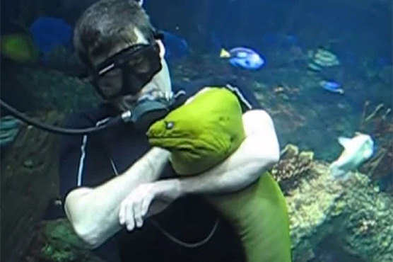آدم خور مچھلی انسان کی دوست کیسے بن گئی،ویڈیو وائرل