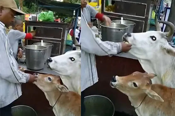 گول گپے کھانے کے شوقین گائے اور بچھڑا،ویڈیو وائرل