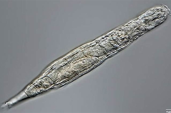 24 ہزار سال سے برف میں منجمد جان دار دوبارہ زندہ ہوگیا