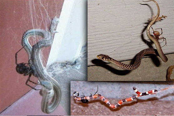 ایسی خوفناک مکڑیاں جو سانپوں کو بھی کھا جاتی ہیں 