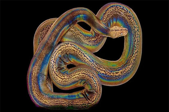 قوس قزح جیسے رنگوں والا سانپ، دیکھنے والے حیران