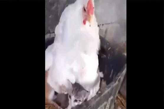 مرغی بلی کے بچوں کی پرورش کرنے لگی، ویڈیو وائرل