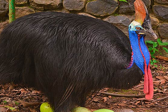 انسان 18ہزارسال پہلے کسوری کے انڈے ،گوشت کھاتاتھا