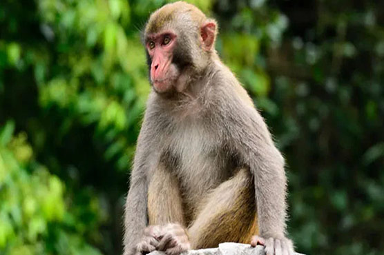 بندر رکشے میں بیٹھے شخص سے 1 لاکھ روپے چھین کر فرار