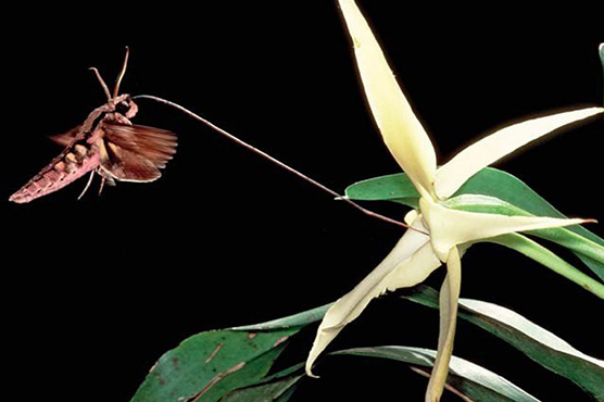 دنیا میں سب سے لمبی زبان والا کیڑا نئی نوع قرار