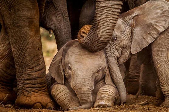 ہاتھی کے زخمی بچے کو اپنی بچھڑی ہوئی ماں مل گئی