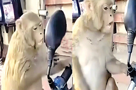 بندر نے خود کو شیشے میں دیکھ کر کیا کیا،ویڈیو وائرل