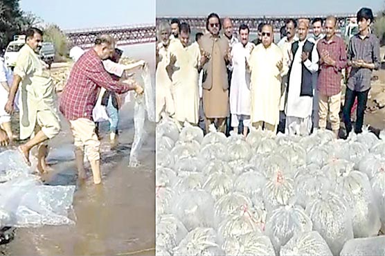 وزیرآباد:دریائے چناب میں 5 لاکھ بچہ مچھلی چھوڑ دی گئی 