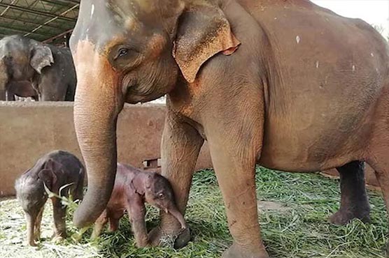 سری لنکا میں 80برس بعد جڑواں ہاتھیوں کی پیدائش