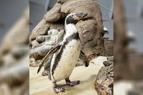 دنیا کے سب سے بوڑ ھے 31سالہ پینگوئن نے آنکھیں موندلیں