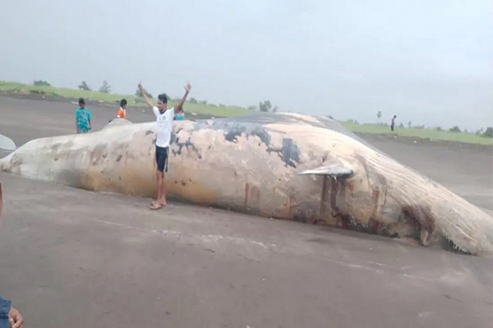 30 ٹن وزنی مردہ وہیل ساحل پر آگئی، ویڈیو وائرل 