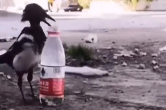 ’ایک پیاسا کوا تھا‘ کہانی کی حقیقی ویڈیو وائرل