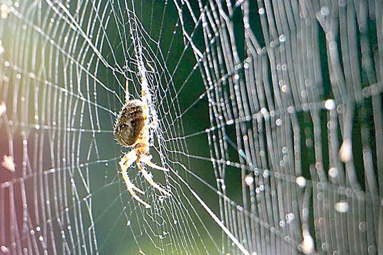 مکڑی کے جالے سے پٹھوں اور رگوں کا علاج ممکن 