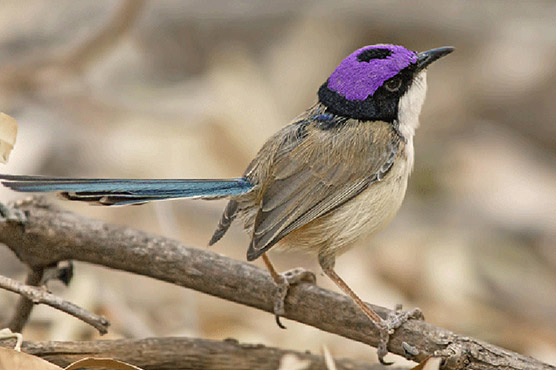 نایاب پرندوں نے مقبولیت میں ٹیلر سوئفٹ کو پیچھے چھوڑ دیا