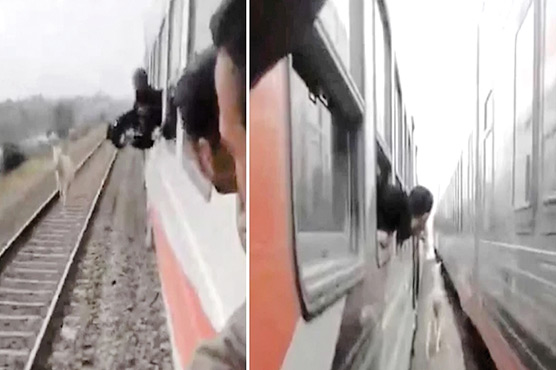 ٹرینوں کیساتھ ریس لگانے والے گھوڑے کی ویڈیو وائرل