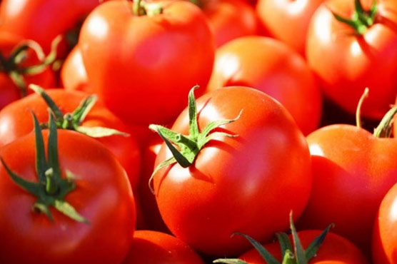   سندھ،شدیدسردی سے ٹماٹر کی فصل سوکھ گئی ، کاشتکار پریشان