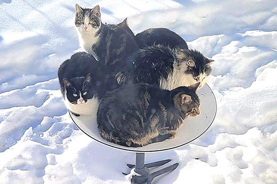 آوارہ بلیوں نے مہنگی سیٹلائٹ ڈش کو اپنا بستر بنا لیا
