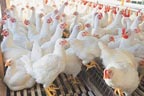 ڈپٹی کمشنرز کو چکن کی قیمت کے تعین کیلئے ہدایات 