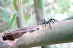  تھائی لینڈ،بانس میں رہنے والی مکڑی کی نئی قسم دریافت 