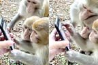  بندر اپنے ساتھیوں کو موبائل فون میں دیکھ کرحیران وپریشان