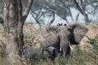  یوگنڈا :ہاتھی کا حملہ ،سعودی سیاح ہلاک