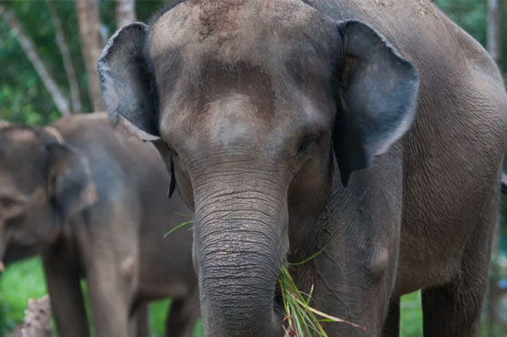 انڈونیشیا،ہاتھیوں کے غیر قانونی شکار پر11 افراد کو سزا