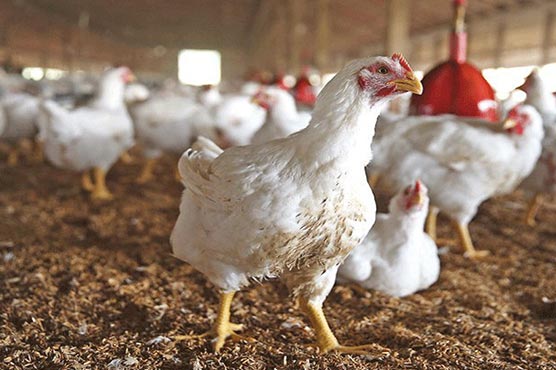 مرغیوں کی آواز سے اضطراب نوٹ کرنے والا سافٹ ویئر