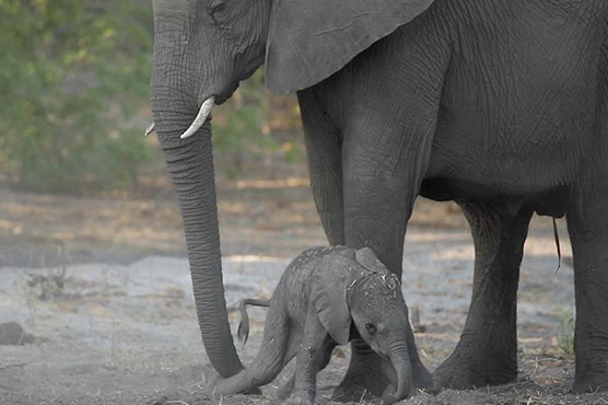 ایشیائی ہاتھی اپنے مردہ بچوں کا طویل غم مناتے ہیں 