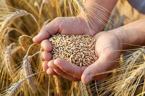 پی  ڈی  ایم  حکومت  میں  گندم  2400روپے  من  مہنگی