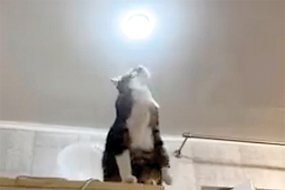 بلب ٹھیک کرتی مانو بلی کی ویڈیو سوشل میڈیا پر وائرل