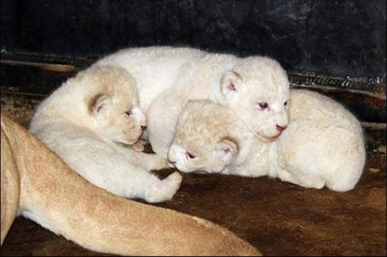 وینرویلا : چڑیا گھر میں نایاب سفید  ببر شیر کے تین بچوں کی پیدائش