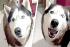 کتے کی اطالوی لہجے میں بات کرنے کی ویڈیو وائرل