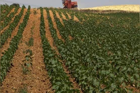 زرعی شعبے میں نمو کی  شرح 5.06فیصدریکارڈ 