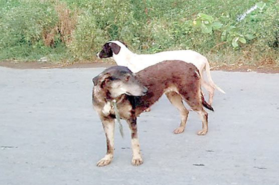 شہر میں آوارہ کتوں کی بھرمار 