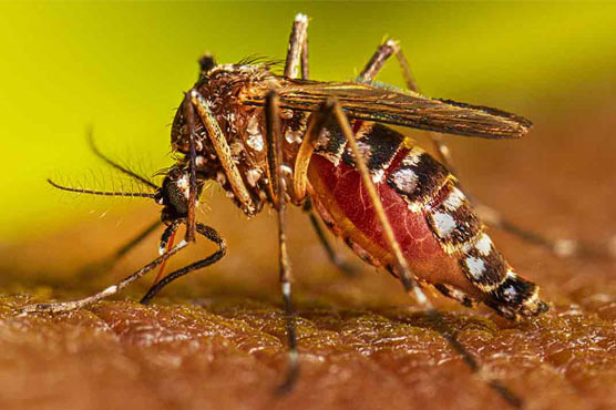 50نئے مریضوں میں ڈینگی کی تصدیق