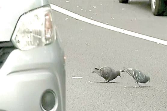 کبوتر کو قتل کرنے کے الزام میں ٹیکسی ڈرائیور گرفتار