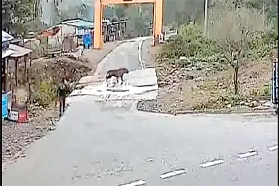 شیر کا سامنا ہونے کے باجود خوش قسمت شخص بچ نکلا 