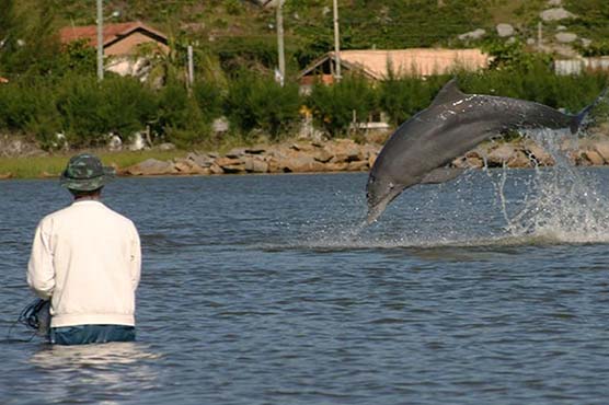 انسانوں کے ساتھ مل کر مچھلیوں کا شکار کرنے والی ڈولفن