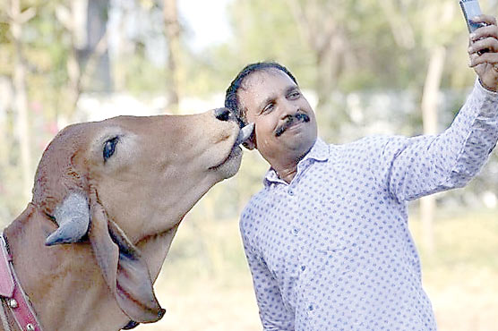 انڈیا میں ‘ویلینٹائنز ڈے پر گائے کو گلے لگانے کی اپیل 