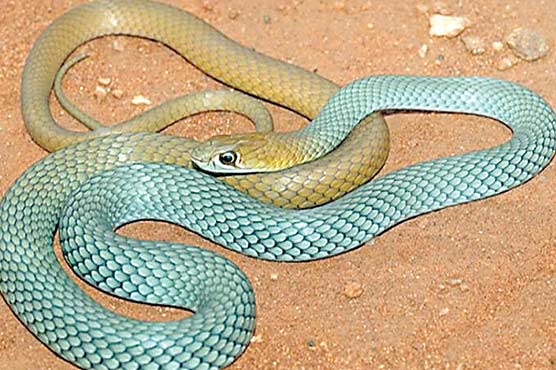 آسٹریلیا میں رنگ برنگا نیا زہریلا سانپ دریافت