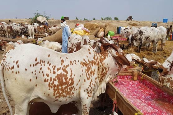 عید قربان، مویشی منڈیاں 13 سے کم کر کے 10 کر دی گئیں 