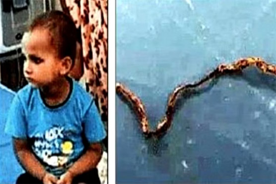 اترپردیش میں 3سالہ بچے  نے سانپ کو چبا کر مارڈالا