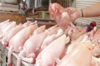 برائلر گوشت 670روپے کلو فروخت:سوشل میڈیا پر بائیکاٹ چکن مہم شروع