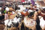 مویشی منڈیوں میں جانوروں پر ٹیکس وصو ل کرنیکافیصلہ 