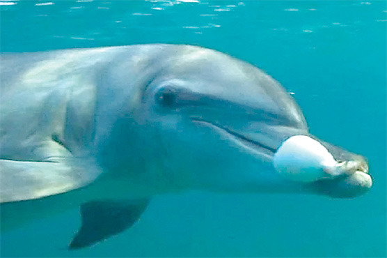 ڈولفن مچھلیوں نے بھی نشہ کرنے کا ذریعہ ڈھونڈ نکالا 